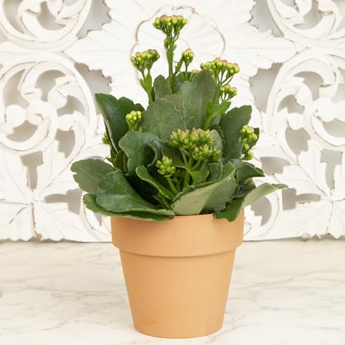 Kalanchoe Plant Succulents Plants Live Houseplants, Live Succulents Live House Plants in Clay Pots, Succulent Plants Live Plants Indoor Plants, Live Succulent Plant Lover Gifts by Plants for Pets - Image 4