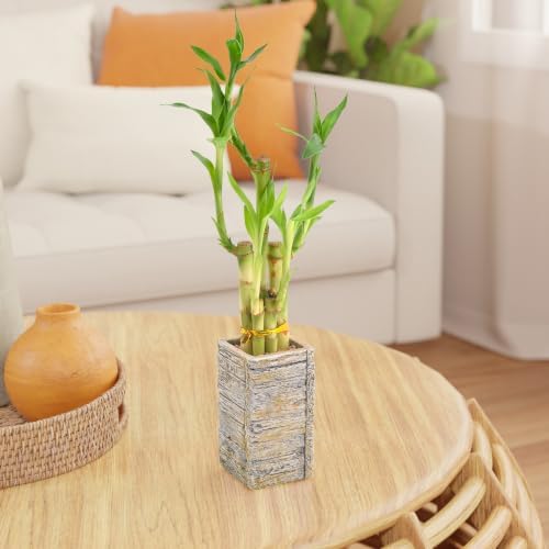 5-Stem Lucky Bamboo, Live Indoor Plant in Aged Wood Planter for Home, Work, or Gift, Light ***Cannot Ship to Hawaii** - Image 6