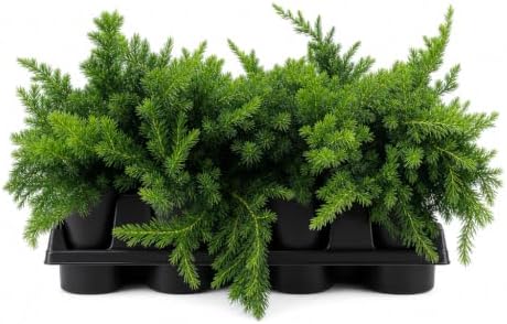 Blue Pacific Shore Juniper | 12 Quart Size Plants | Juniperus Conferta | Evergreen Ground Cover, Hardy Coastal Landscaping, Low Maintenance Shrub, Drought Tolerant, Spreading Growth by FloridaFoliage