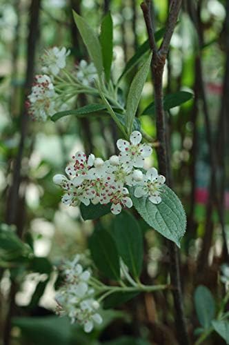 Aronia arb. 'Brilliantissima' (Red Chokeberry) Shrub, White Flowers, #3 - Size Container - Image 2