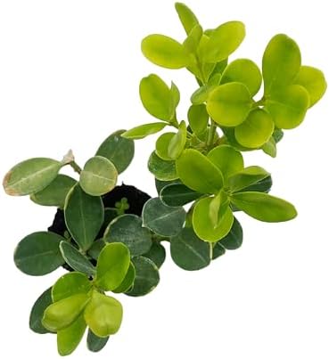 ragnaroc Japanese Boxwood 2-4" (Buxus microphylla VAR. Japonica) 4ct - Live Plant for Indoor Outdoor Use, Garden & Landscaping - Live Arrival Guaranteed - Image 4
