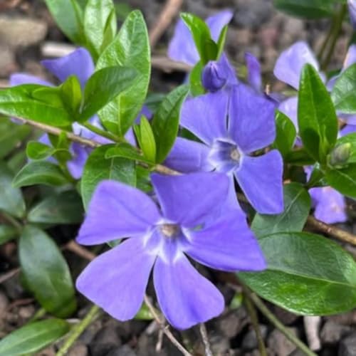 24 Vinca Live Plants Bareroots, Periwinkle Flower Plant, 6 Inch Tall - Image 4