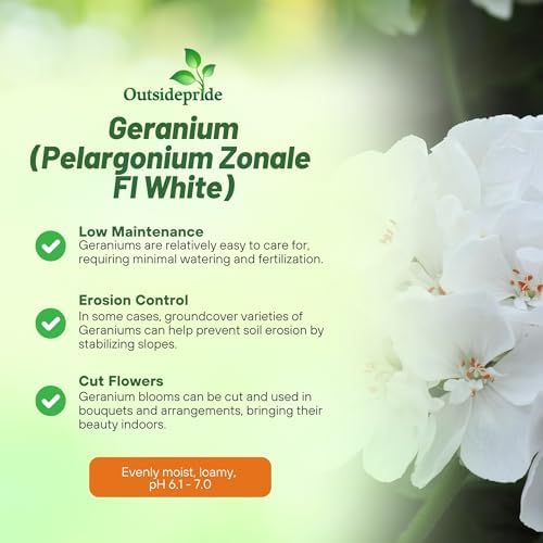 Outsidepride White Geranium Seeds for Planting - 25 Pcs Annual, Heat & Drought Tolerant Flower Seeds with Green Foliage & White Blooms for Pots, Borders & Lush Summer Garden Displays - Image 3