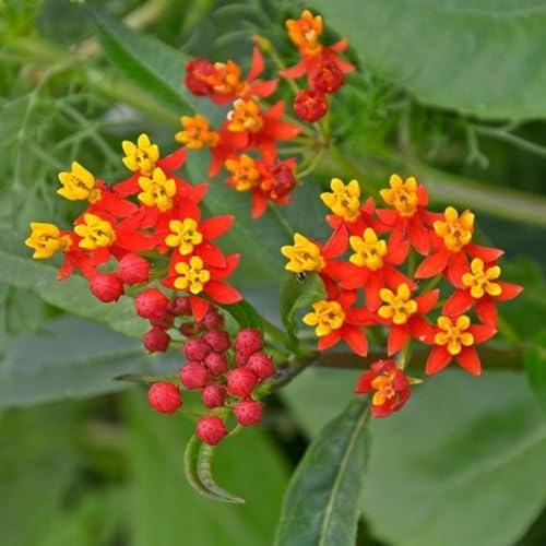 2 Tropical Milkweed Live Plants, Flowering Plant, 4-7 Inch Tall - Image 2