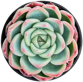 Sprout N Green Echeveria 'Pink Crystal' Live Succulent Plant - Image 2