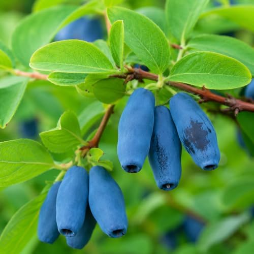 Tundra Honeyberry (Haskap) Shrub - 6-12" Tall Live Plant - Image 5