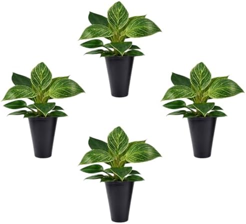 Philodendron Birkin Plant (4 Pack) Live Starter Plug Plants, Variegated Indoor Houseplants, Tropical Philodendron Plants Live, Easy Care Houseplants, White Striped Foliage Plants for Indoor Growing by FamPlants