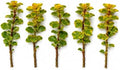 Tradescantia Live Plant Cuttings, Choose Your Variety, 5 Rooted Cuttings Per Order, Easy to Grow Indoor Houseplant, Fast Growing Trailing Vine, Rooted Starter Plants (5 Mayan Gold) by CZGrain