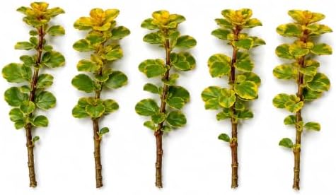 Tradescantia Live Plant Cuttings, Choose Your Variety, 5 Rooted Cuttings Per Order, Easy to Grow Indoor Houseplant, Fast Growing Trailing Vine, Rooted Starter Plants (5 Mayan Gold) by CZGrain