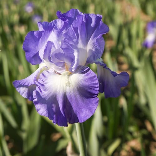Easy to Grow Bearded Iris City Lights 9 Plant Bulbs - Blue-Violet & White Flowers Spring to Fall, Full Sun Low Maintenance Zones 3-10 - Image 2