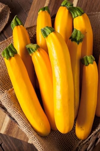 5 Species Summer Squash Mix Seeds - 360+ Count - for 2026 Planting Heirloom Yellow Squash, Grey, Golden, Black Beauty Zucchini, White Patty Pan Vegetable Grow Your Own Home Farm Patio - Image 2