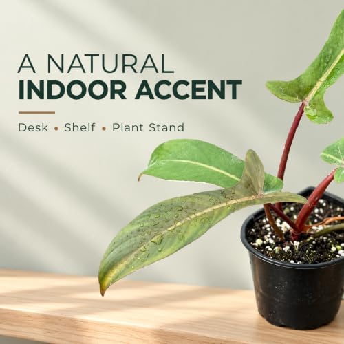 Philodendron Florida Bronze Starter Plant - Rare Live Indoor House Plant - Image 5