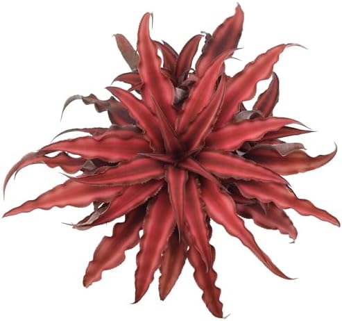 Cryptanthus Super Red Earth Star Live Indoor Plant in 4 in. Plastic Grower Pot **8*Cannot Ship to California and Hawaii** - Image 3
