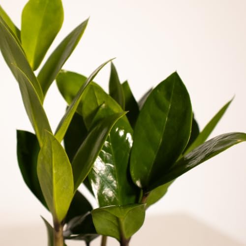 ZZ Plant 2-Pack Raven Black ZZ & Classic Green ZZ Live Indoor Plants United Nursery in 4-Inch Decorative Pots Rare Dark Foliage Houseplants for Home and Office Decor - Image 2