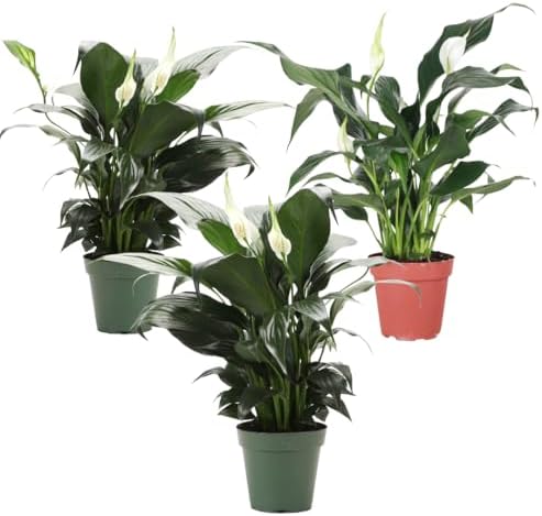 Live Peace Lily Plant, Spathiphyllum, Low Light, Easy to Grow, 4" Pot by ThorsensGreenhouse