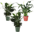 Live Peace Lily Plant, Spathiphyllum, Low Light, Easy to Grow, 4" Pot by ThorsensGreenhouse