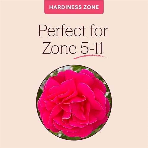 Heirloom Climbing Roses, Live Own Root Plant, Highwire Flyer™ - Image 5