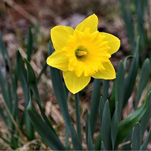 50 Yellow Daffodil Bulbs for Planting - Dutch Master Value Bag - Plant in Gardens, Borders & Flowerbeds - Bulb Size 10/12 cm - Easy to Grow Fall Flowers Bulbs by Willard & May - Image 6