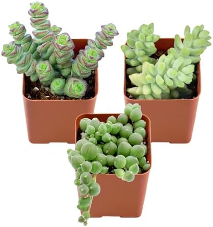 Succulent Plants (3 Pack), Live Succulents Fully Rooted in 2" Grower Pots, Unique Potted House Plant for DIY, Home Decor, Wedding Party Favor (Trailing Varieties) by TNG