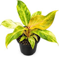 Philodendron Orange Marmalade Live Plant - Variegated Indoor Houseplant by NYCitySucculents