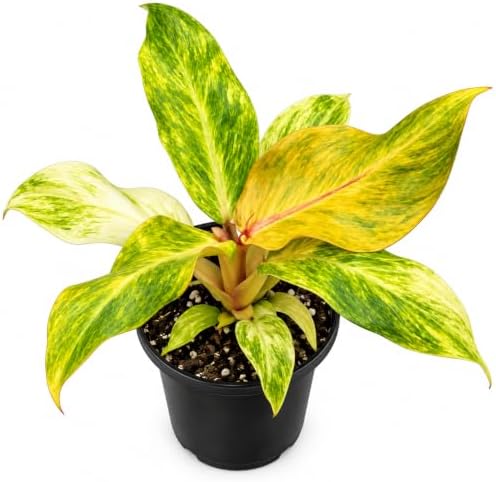 Philodendron Orange Marmalade Live Plant - Variegated Indoor Houseplant by NYCitySucculents
