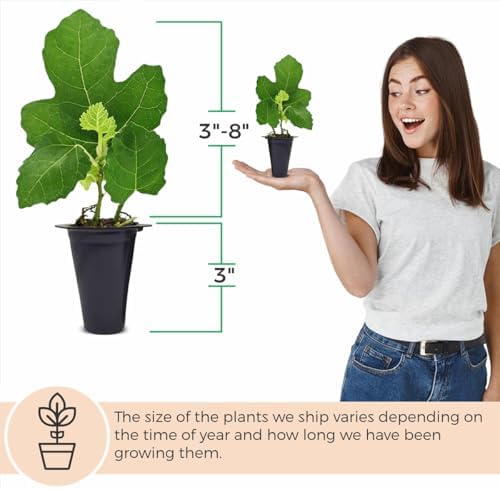 Fig Tree. Set of 4 Starter Live Plants (Collection) - Image 4