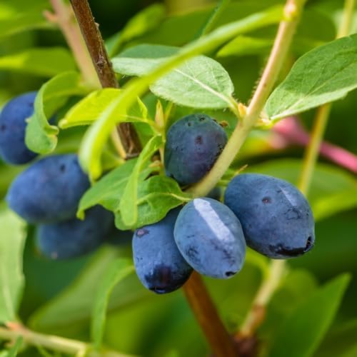 Live Honeyberry Plant, 4 to 6 Inch Tall Blue Honeyberry Starter Plants by HILROQG