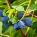 Live Honeyberry Plant, 4 to 6 Inch Tall Blue Honeyberry Starter Plants by HILROQG