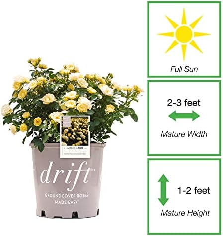 Perfect Plants Lemon Drift Rose Live Plant, 1 Gallon, Yellow Bush - Image 2