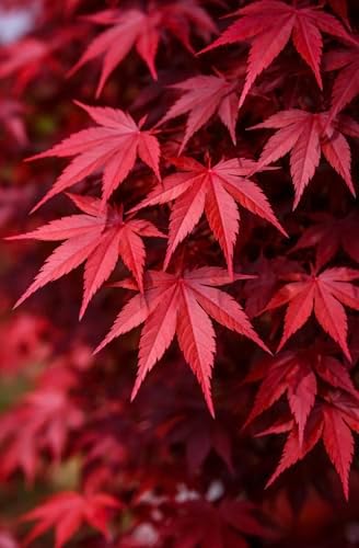 Bloodgood Red Japanese Maple Tree - 2 Year Live Plant - Acer palmatum 'Bloodgood' by - Japanese Maples and Evergreens by Japanese+Maples+and+Evergreens