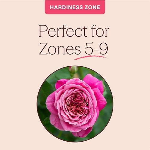 Heirloom Floribunda Roses, Live Own Root Plant, Queen of Elegance™ - Image 5
