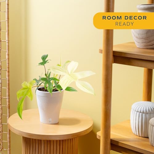 Costa Farms Florida Ghost Philodendron, Live Indoor Plant, Tropical - Image 2