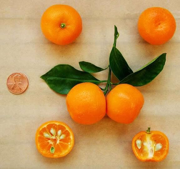 Calamondin (Calamansi) Tree - 2-5 Inch Tall Live Plant - Potted Orange Fruit Bush Seedling - Citrus x microcarpa - Image 4