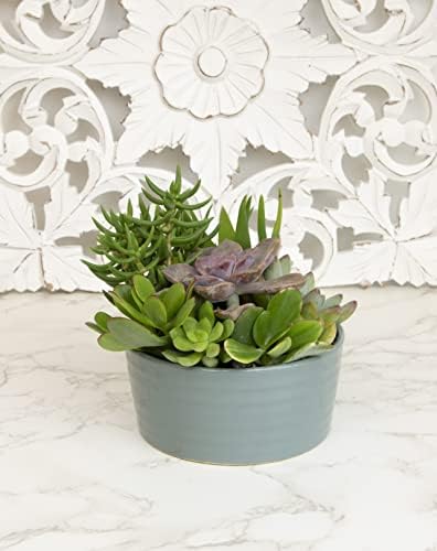 Succulents Plants Live in Garden Succulent Planters, Live Succulent Plants Live Plants in Atlantic Blue Pot, Live Succulents Unique Gardening Gifts for Plant Lovers, Succulent Gifts by Plants for Pets - Image 2
