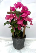Pink 16" Bougainvillea by Unknown