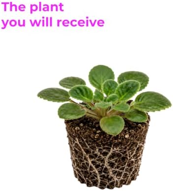 Blue African Violets Live Plant Bare Root, Easy Care Violets Plant Live - Image 2