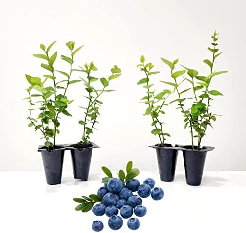 Blueberry Plant Emerald Live for Sale (4 Pack) | Easy to Grow Plants | Edible Fruit Plant for Sustainable Living | Grow Your own Food on Your Edible Organic Garden | Live for Planting | No Seeds by FamPlants