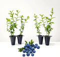 Blueberry Plant Emerald Live for Sale (4 Pack) | Easy to Grow Plants | Edible Fruit Plant for Sustainable Living | Grow Your own Food on Your Edible Organic Garden | Live for Planting | No Seeds by FamPlants