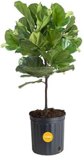 Costa Farms Fiddle Leaf Fig Tree, Live Indoor Floor Plant in Nursery Grow Pot, Clean Air Purifying Houseplant in Potting Soil, Living Room Decor, Housewarming New Home Gift, 3-4 Feet Tall by Unknown