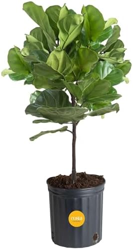 Costa Farms Fiddle Leaf Fig Tree, Live Indoor Floor Plant in Nursery Grow Pot, Clean Air Purifying Houseplant in Potting Soil, Living Room Decor, Housewarming New Home Gift, 3-4 Feet Tall by Unknown