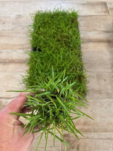 Centipede Grass Plug Tray 100 Count | EZ Plug 50 Grass Plugs Per Tray - Image 5