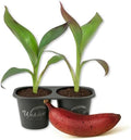 Bordelon Banana Tree - 2 Live Starter Plants - Musa - Edible Fruit Bearing Tree for The Patio and Garden by WekivaFoliage