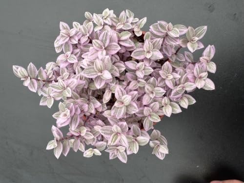 Live Succulent Callisia Repens 'Pink Lady', 4" Potted Trailing Houseplant - Image 2