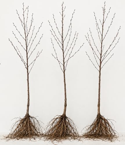 Golden Chain Tree Saplings for Growing | Flowering Ornamental Tree Seedlings | Laburnum Trees with Stunning Yellow Blooms | Dormant Live Plants (10 Trees) - Image 6