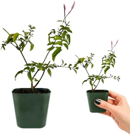 Pink Jasmine Plant Live, Fragrant Jasminum Polyanthum Vine, 2-Inch Pot - Image 3