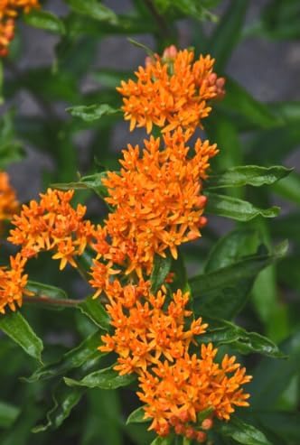 Butterfly Milkweed – Asclepias tuberosa – Live Plants – 2 Pack – 3 Inch Pots - Monarch Host Plant, Very Hardy - Image 7