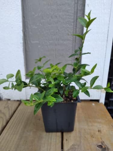 8 Vinca Plants Periwinkle/Vinca - Hardy Groundcover 8 Plants in 4 inch Pots - Image 4
