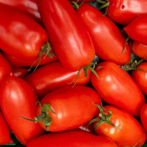 Red Tomato Live Plant, Vegetable Seedling, 4-7 Inch Tall, 4 Inch Pot - Image 6