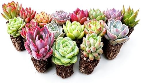 1 Live Succulent with Root Ball, Indoor Houseplant Easy to Care, Pet Safe - Image 3