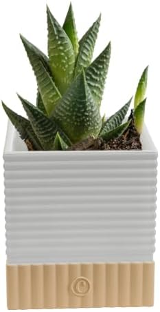 Costa Farms Succulents, Live Indoor Plant, Easy Care, Home Decor by Unknown